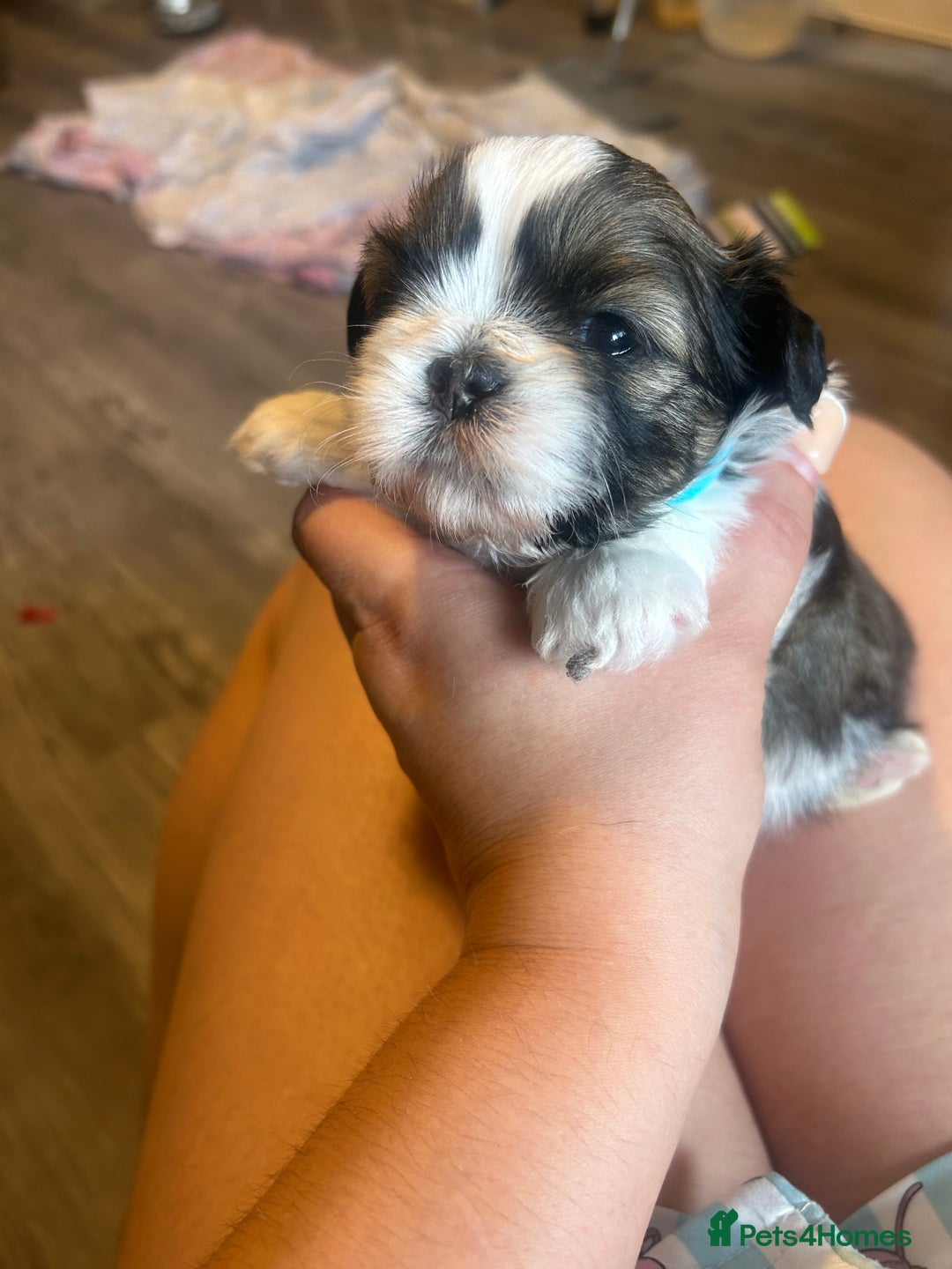 Shih Tzu dogs for sale: Shihtzu Puppies Available for reserve - Image 13