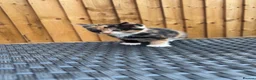 Mixed Breed cats for sale: KittensLooking for Loving Families Half maine coon - Advert 2