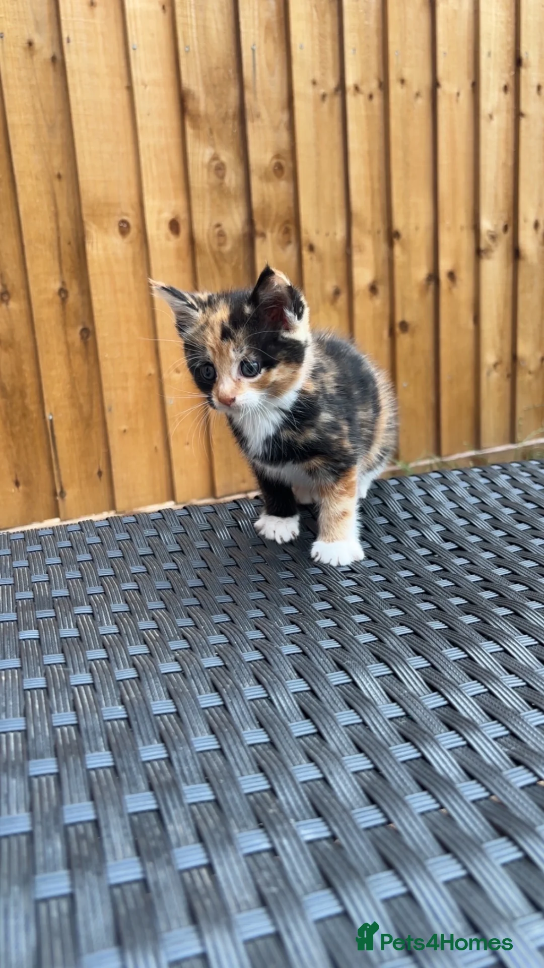 Mixed Breed cats for sale: KittensLooking for Loving Families Half maine coon - Advert 2