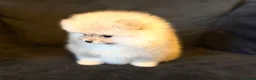 Pomeranian dogs for sale: Fluffy Sable Poms - Advert 6