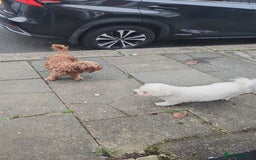 Mixed Breed dogs for sale: Time to say goodbye  - Image 3