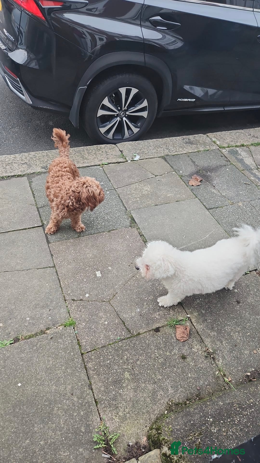 Mixed Breed dogs for sale: Time to say goodbye  - Image 3
