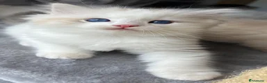 Ragdoll 3 blue 