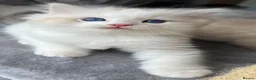 Ragdoll cats for sale: Family raised GCCF ragdoll kittens  - Advert 10