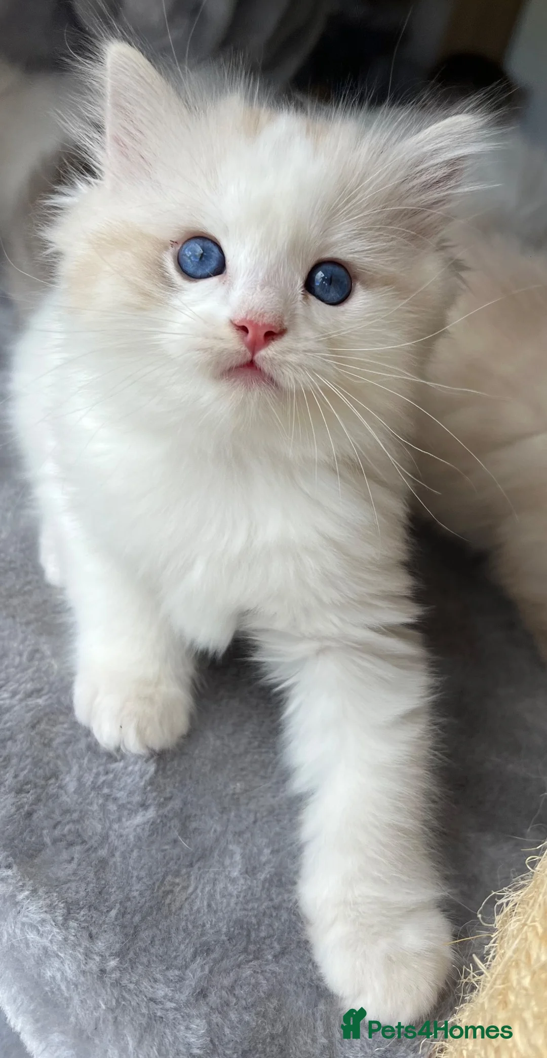 Ragdoll cats for sale: Family raised GCCF ragdoll kittens  - Advert 10