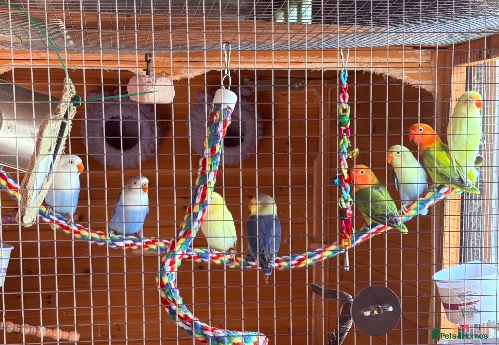 Lovebirds birds Beautiful colours of 13 week old lovebirds  - Advert 2
