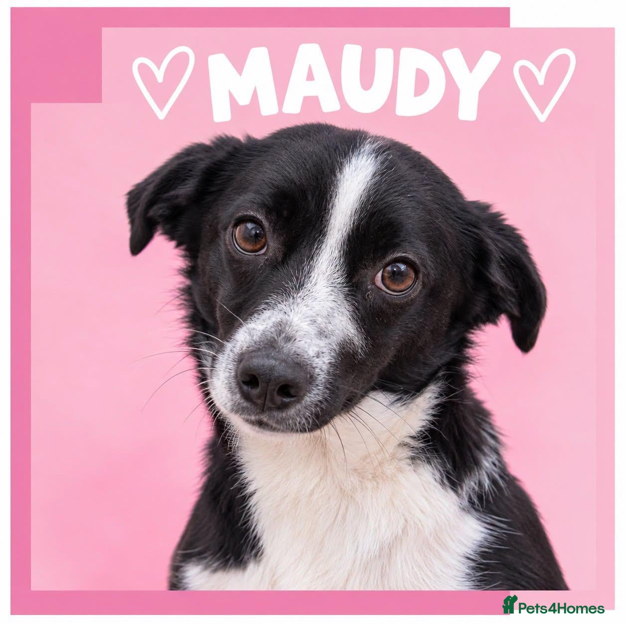 Mixed Breed dogs Maudy - In Ayr Looking for a home  - Advert 2