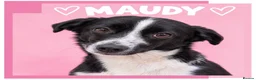 Mixed Breed dogs for adoption: Maudy - In Ayr Looking for a home  - Advert 1