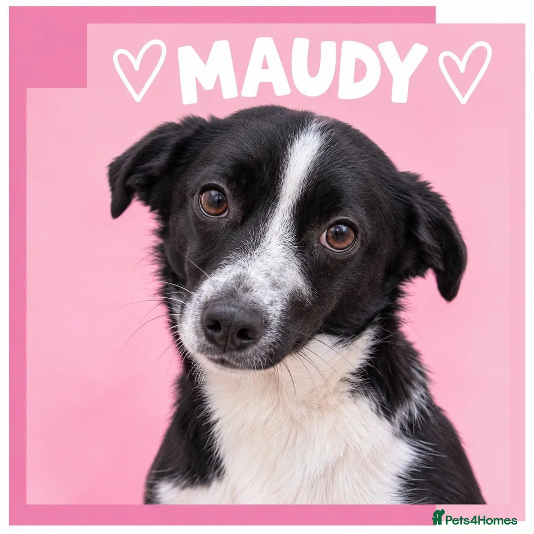 Mixed Breed dogs for adoption: Maudy - In Ayr Looking for a home  - Advert 1