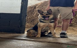 German Shepherd dogs for sale: Pure German Shepherd Puppies. - Image 8