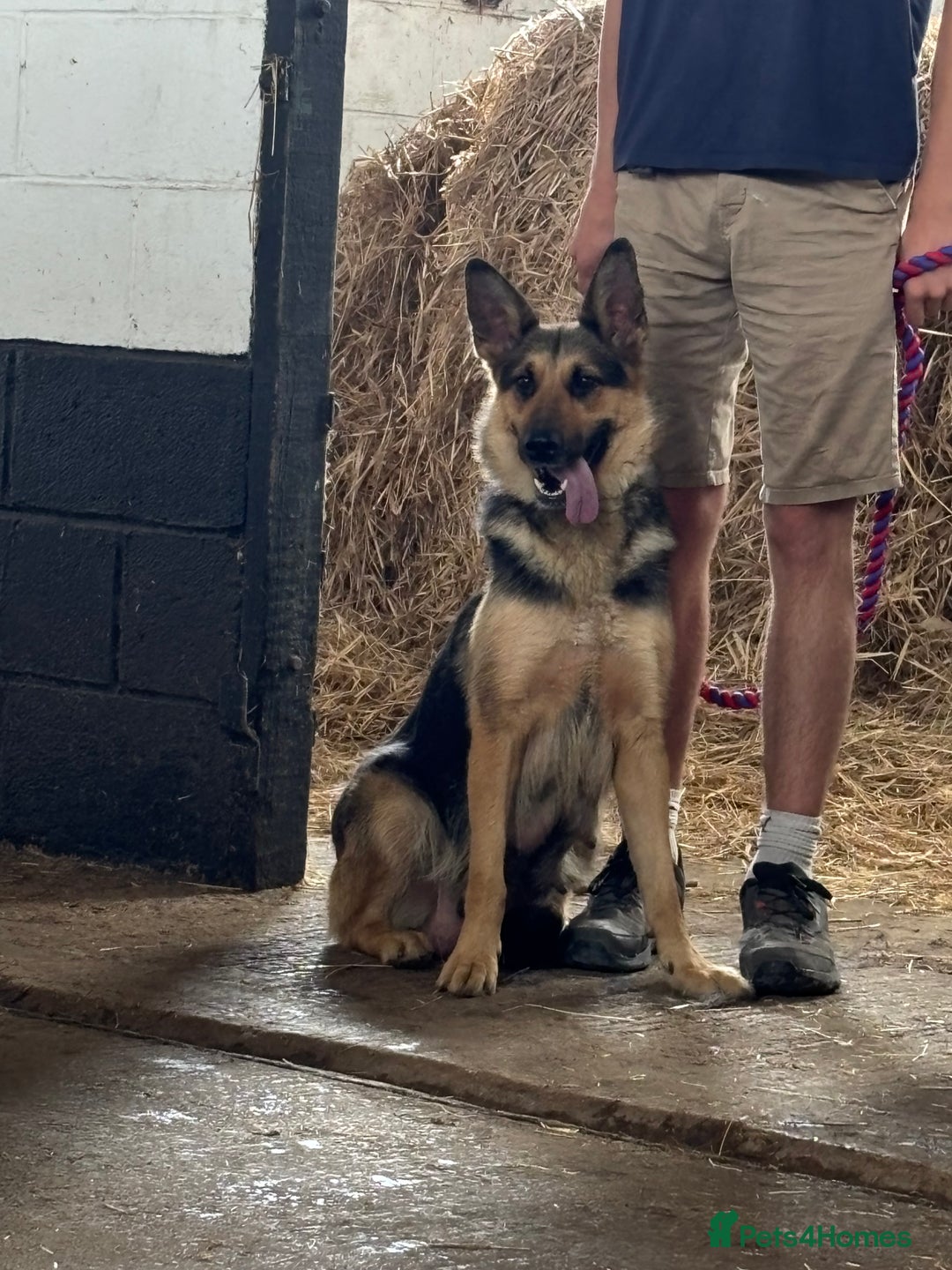German Shepherd dogs for sale: Pure German Shepherd Puppies. - Image 8