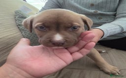 Mixed Breed dogs for sale: Akita mix - Image 12