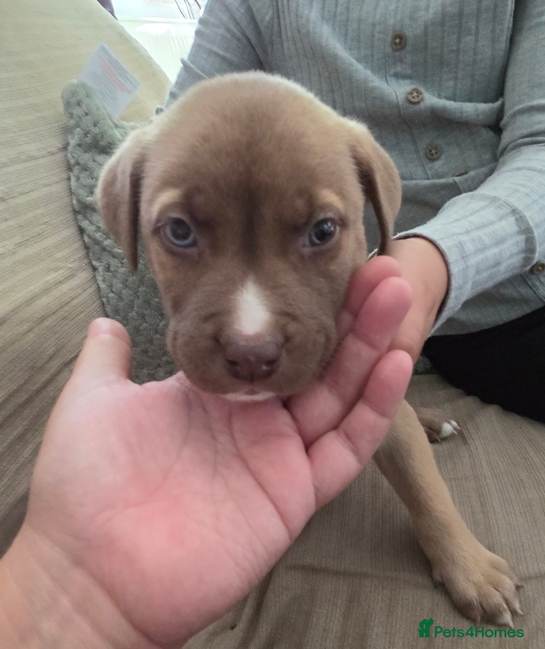 Mixed Breed dogs for sale: Akita mix - Image 12