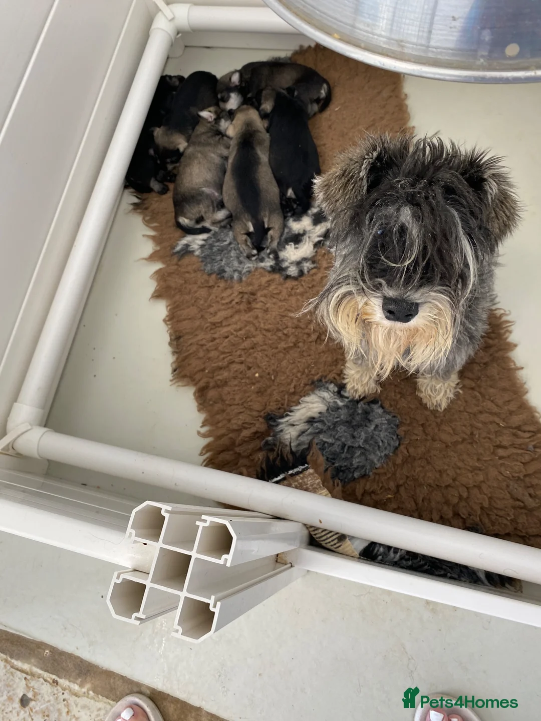 Miniature Schnauzer dogs for sale: Adorable KC Reg Mini Schnauzer Pups - Advert 21