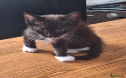 American Shorthair cats for sale: Divine Blessings in the shape of kittens - Image 4
