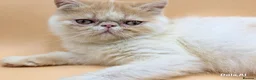 Exotic cats for sale:  Exotic Shorthair Girl, Feisty & Loving - Advert 3