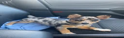 Jack Russell dogs for sale: Jack Russell - Advert 6