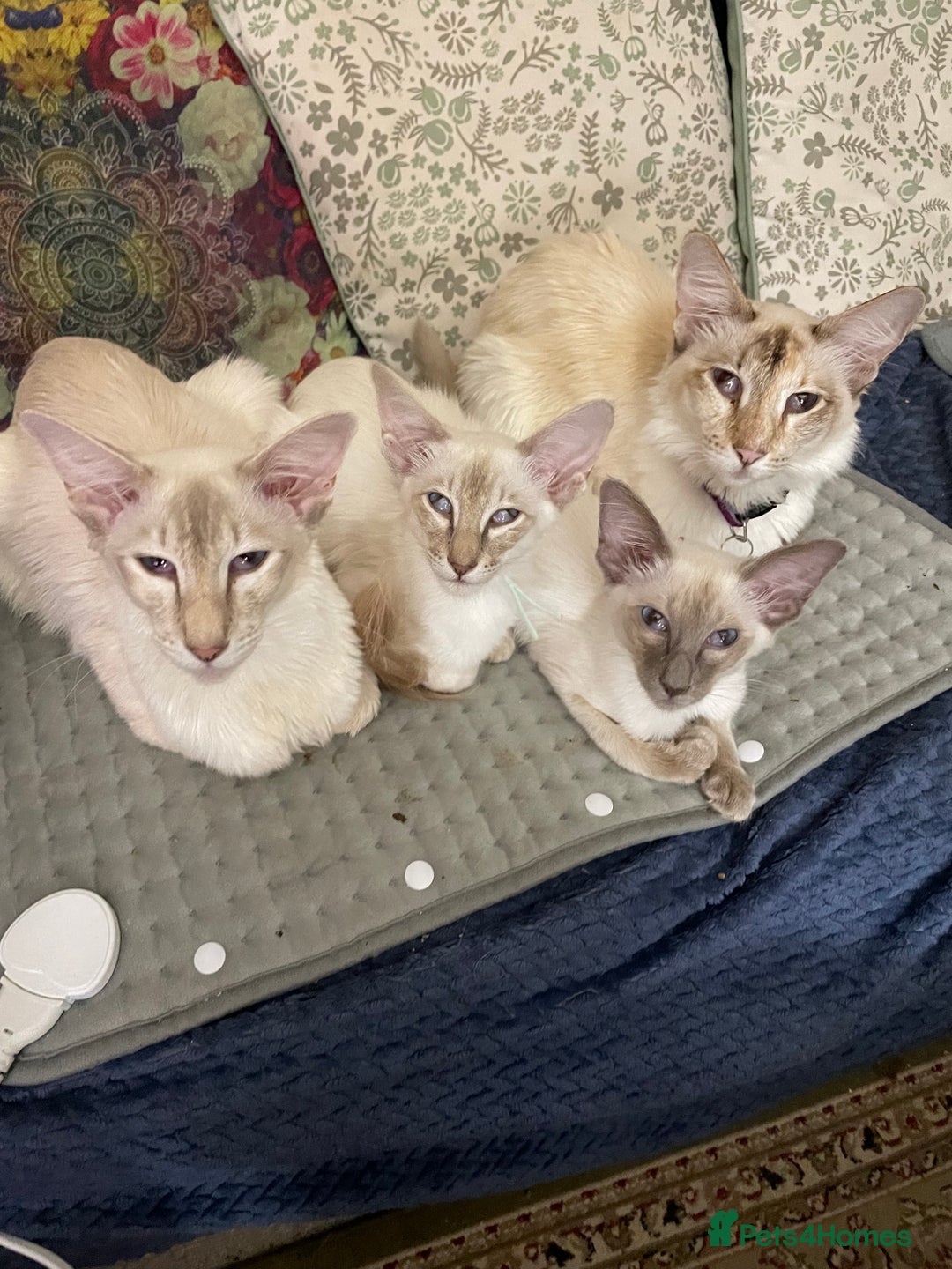 Balinese cats for sale: Lilac tabby Balinese kitten - Advert 2