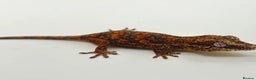 Gecko reptiles for sale: High red blotch gargoyle gecko  - Advert 3