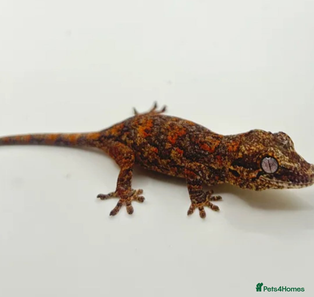 Gecko reptiles for sale: High red blotch gargoyle gecko  - Advert 3