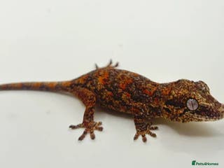 Gecko reptiles High red blotch gargoyle gecko - Advert 12