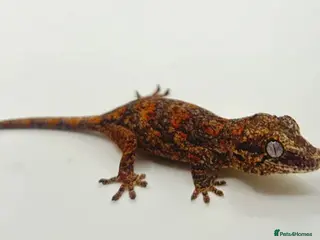 Gecko reptiles High red blotch gargoyle gecko - Advert 10