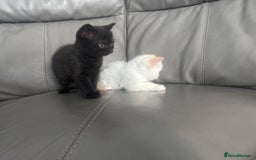 British Shorthair cats for sale: Stunning British shorthair kittens  - Image 22
