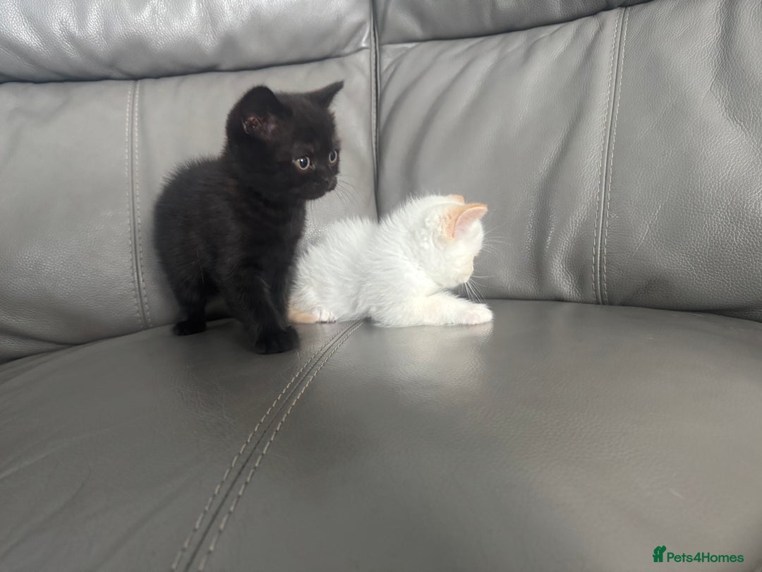 British Shorthair cats for sale: Stunning British shorthair kittens  - Image 22