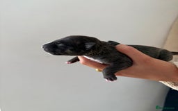 English Bull Terrier dogs for sale: Champion line EBT Puppies - Image 40