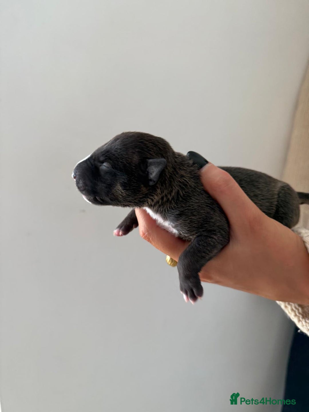 English Bull Terrier dogs for sale: Champion line EBT Puppies - Image 40