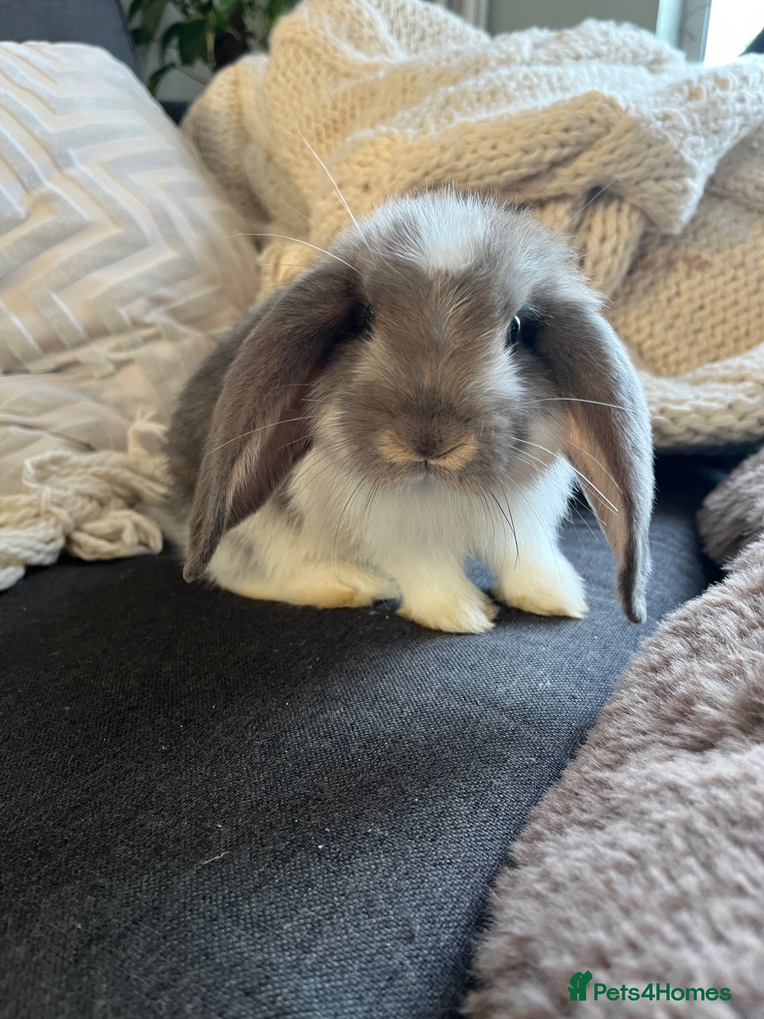 Mini Lop rabbits Mini Lops Ready to Leave  - Advert 1