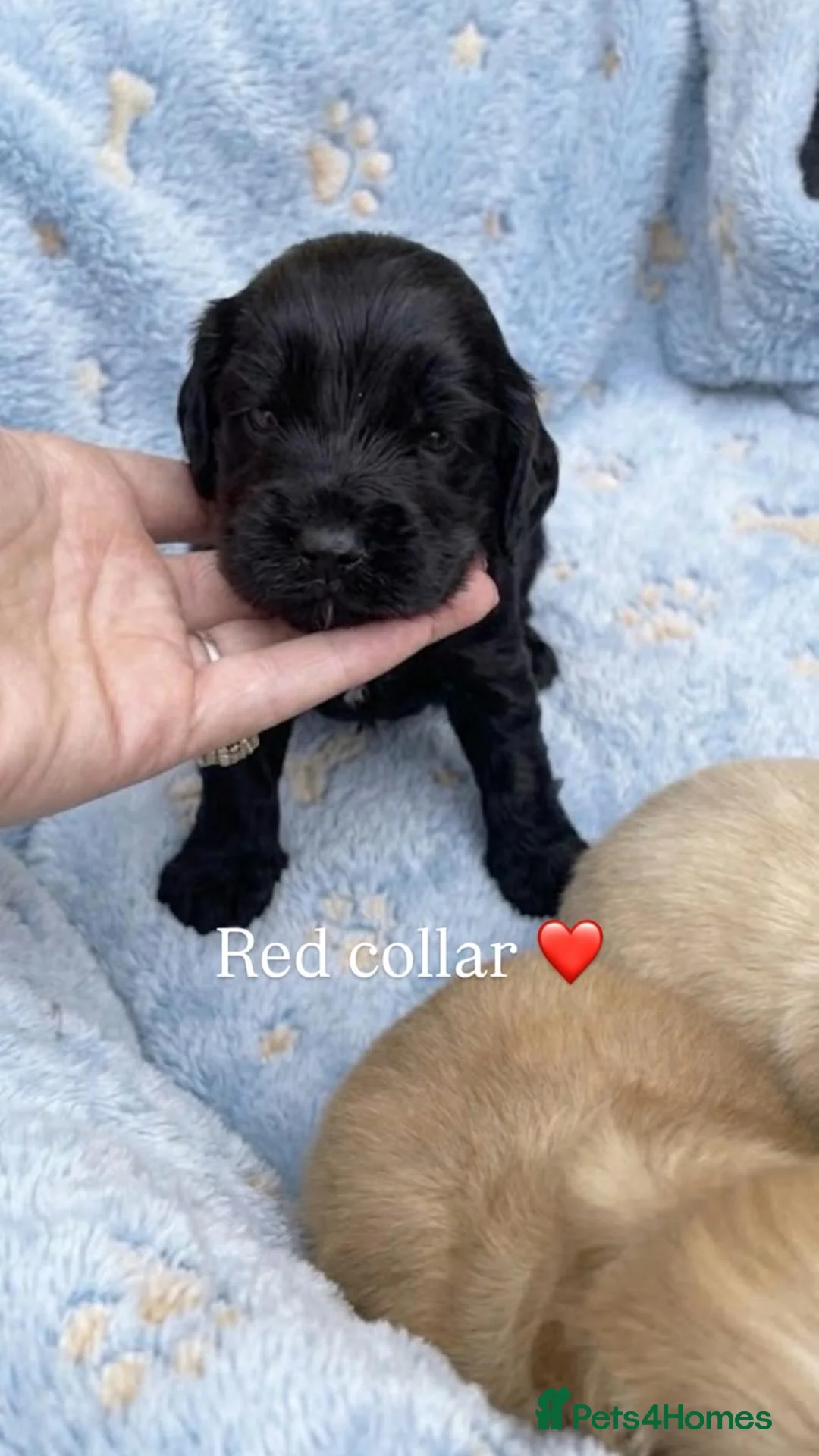 Cockerdor dogs for sale: Cockerdor puppies  in Epsom - Advert 10
