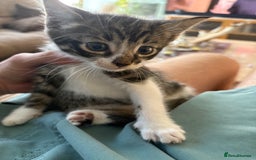 Mixed Breed cats for sale: Beautiful kitten needing forever home  - Image 5