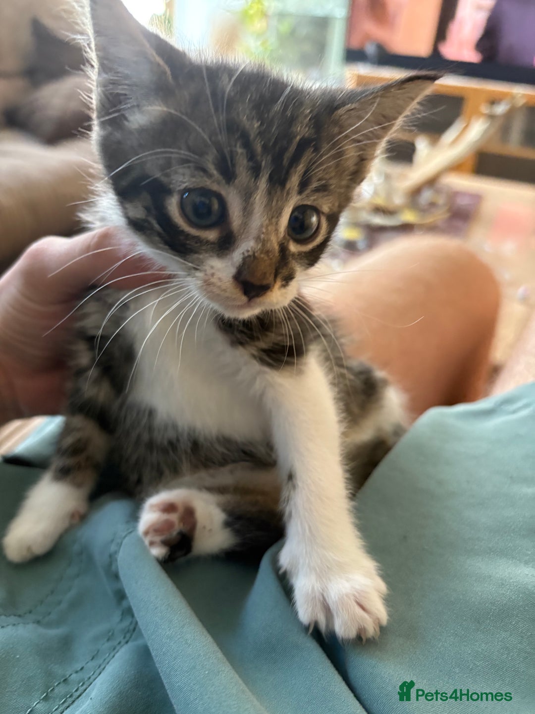 Mixed Breed cats for sale: Beautiful kitten needing forever home  - Image 5