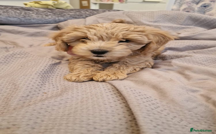 Cavapoo dogs - Advert 9