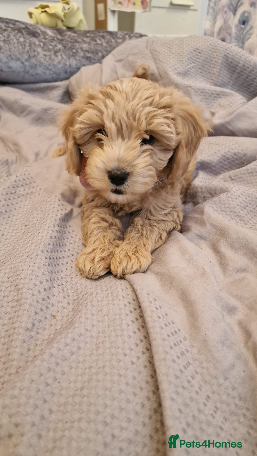 Cavapoo dogs for sale: 5 month old f1 beautiful cavapoo £1100 - Image 1
