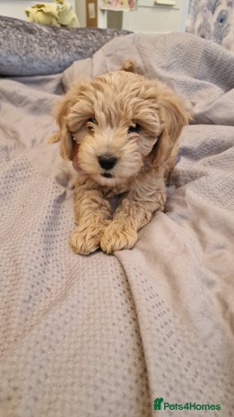 Cavapoo dogs - Advert 10