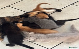 Mixed Breed cats for sale: Litter of mixed breed with British blue father  - Image 3