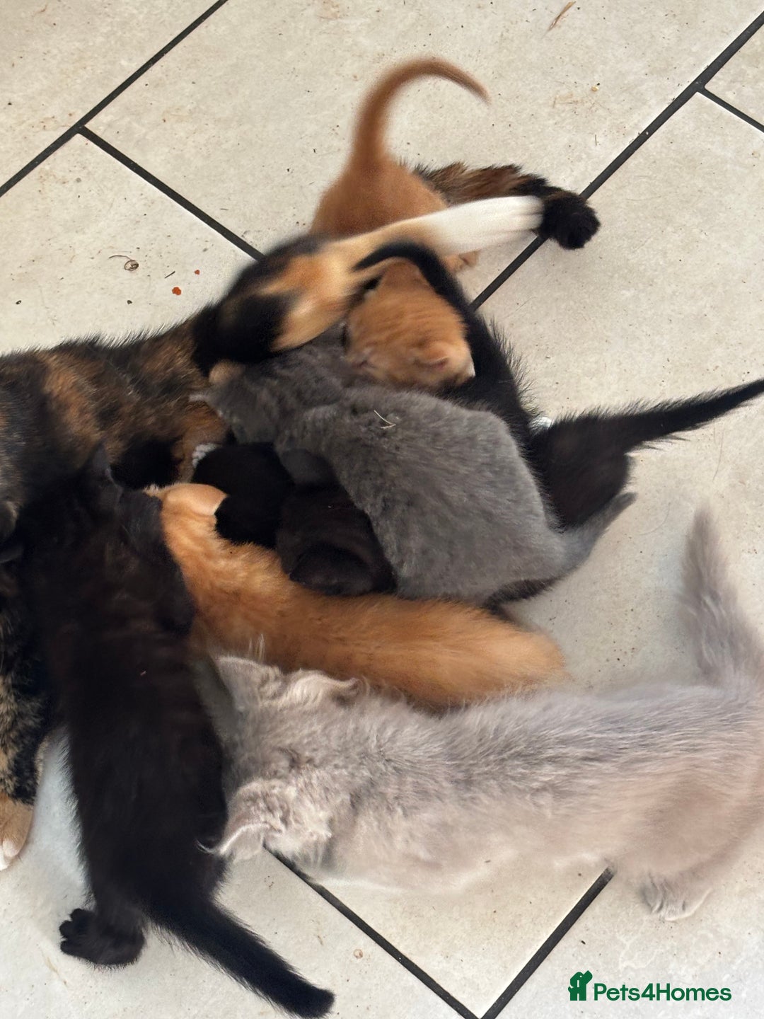 Mixed Breed cats for sale: Litter of mixed breed with British blue father  - Image 3