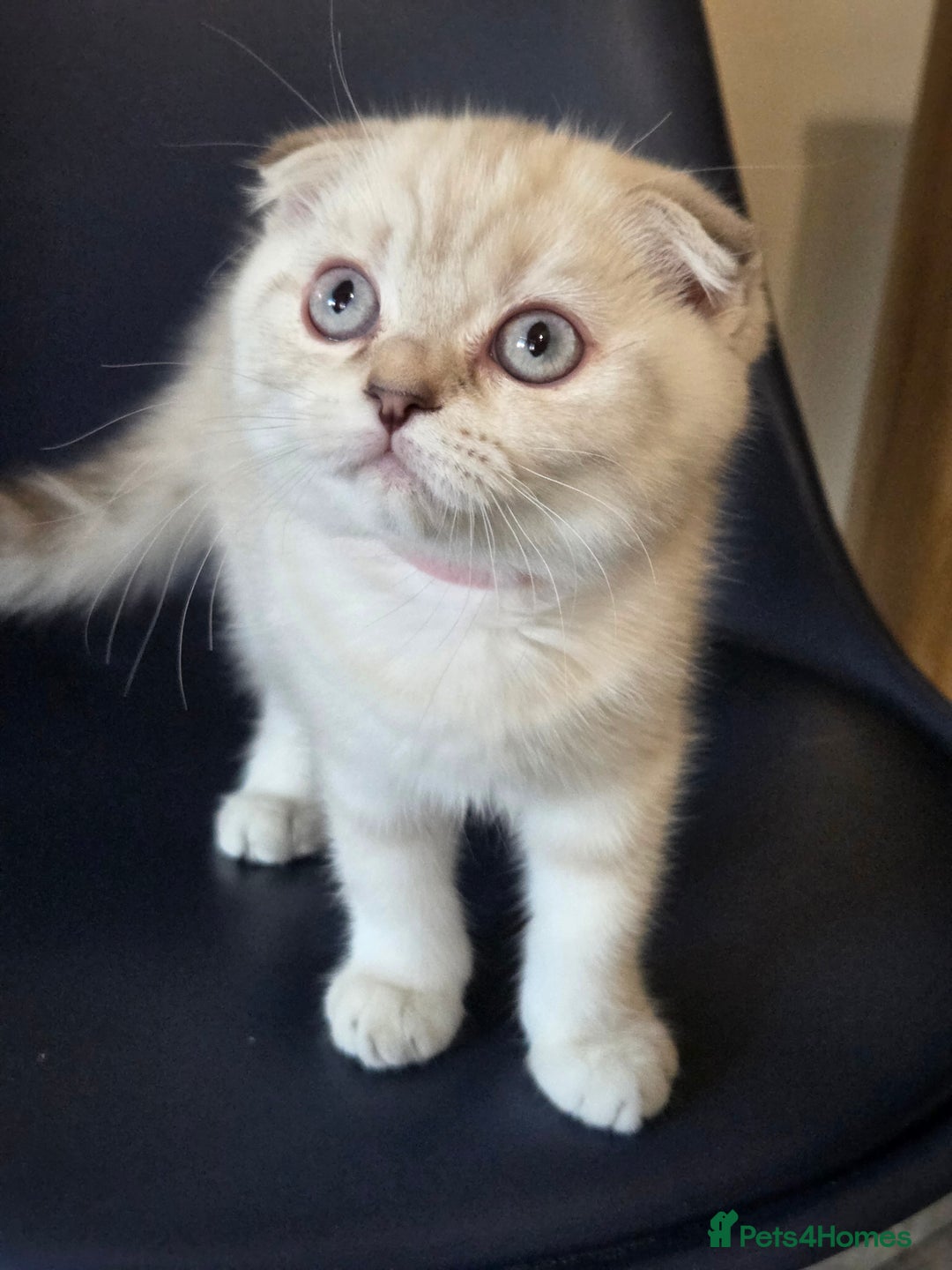 Scottish Fold cats for sale: Scottish Fold Kitten Female Ready To Be Collected  - Advert 10