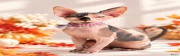 Sphynx cats for sale: 🐾 Beautiful Female Sphynx Kitten – Luna 🐾 - Advert 6