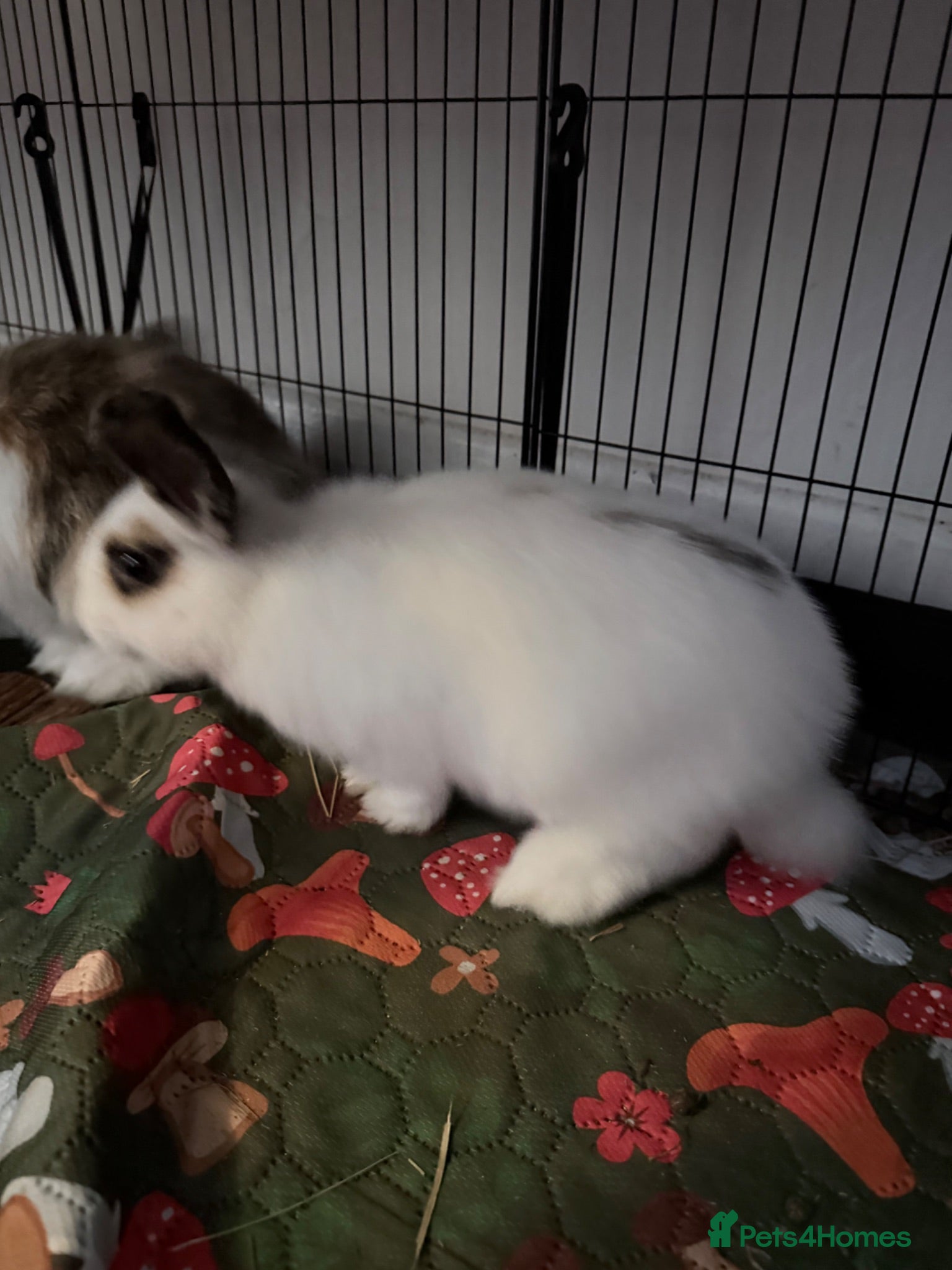 Mixed Breed rabbits 2 Rabbits, mixed breed of lionhead x mini lop - Advert 2