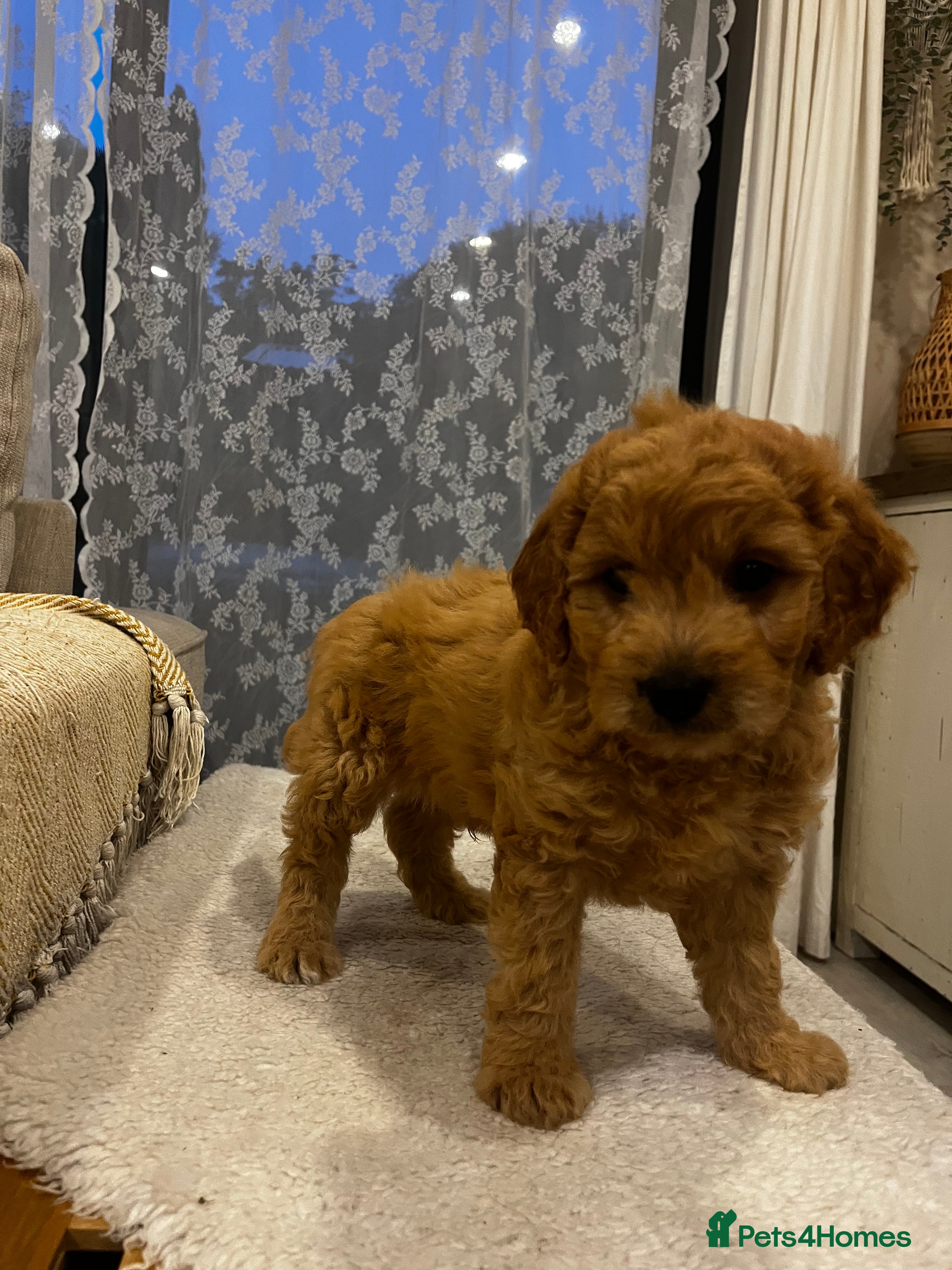 Cockapoo dogs DNA health clear Miniature f1b Cockapoo puppies 🌟 - Advert 2