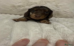 Miniature Dachshund dogs for sale: Miniature dachshunds  - Image 25