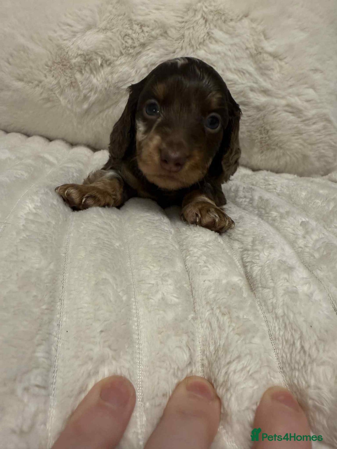 Miniature Dachshund dogs for sale: Miniature dachshunds  - Image 25