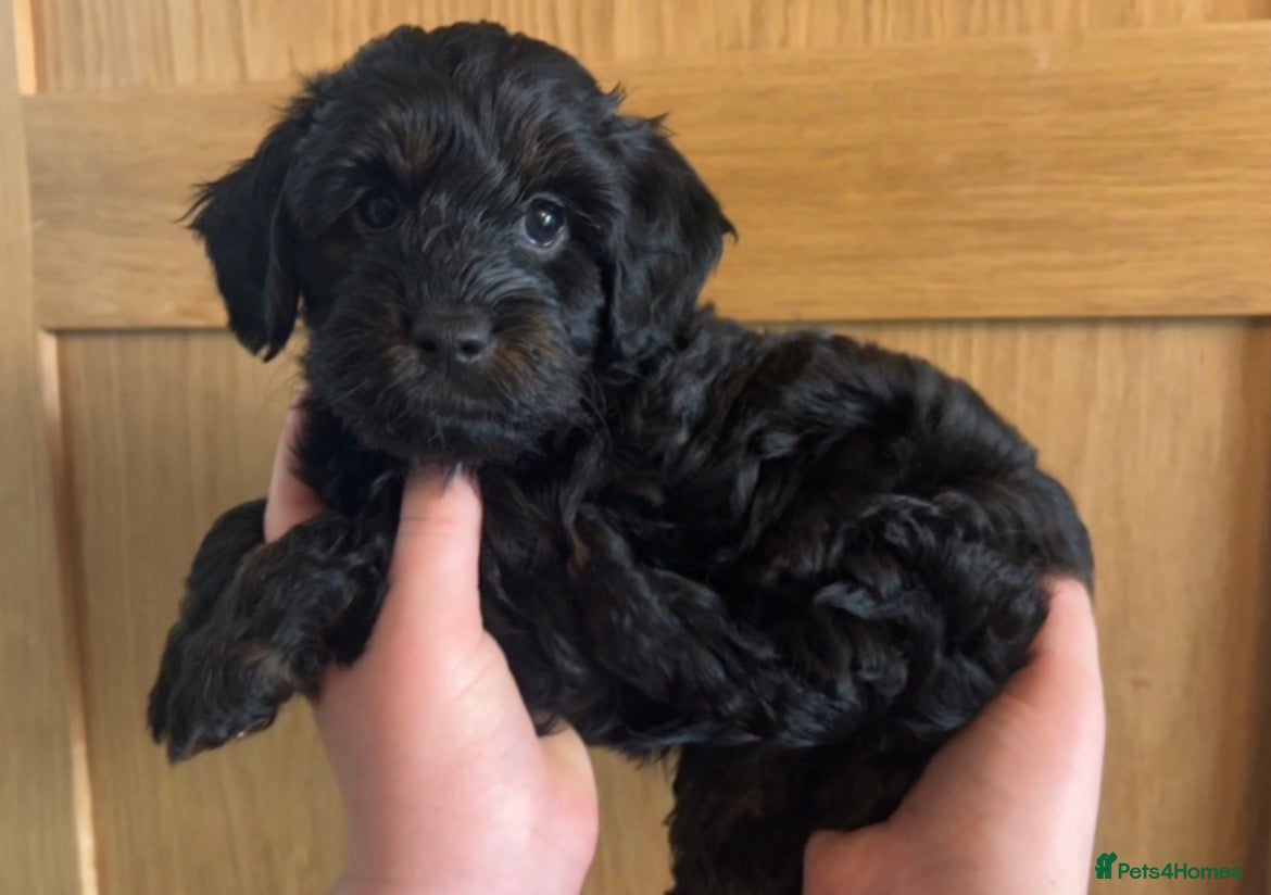 Cockapoo dogs Cockapoos - 1 phantom (black/ginger) boy available - Advert 1