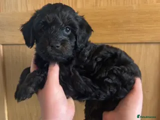 Cockapoo dogs Cockapoos - 1 phantom (black/ginger) boy available - Advert 1