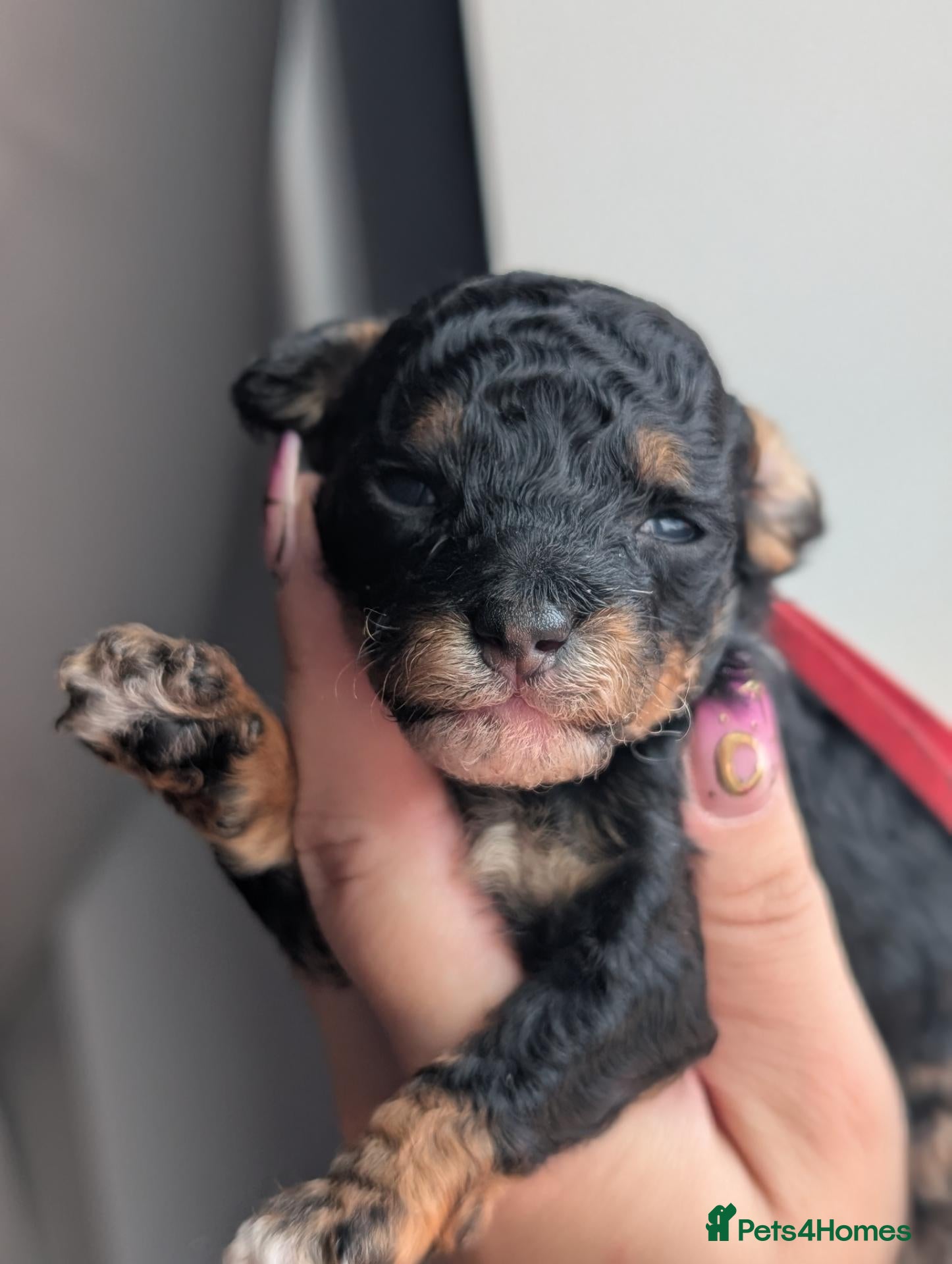 Toy Poodle dogs KC registered toy poodles  - Advert 11