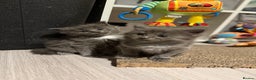 Ragcoon cats for sale: READY NOW Stunning RAGCOON Kittens  - Advert 8
