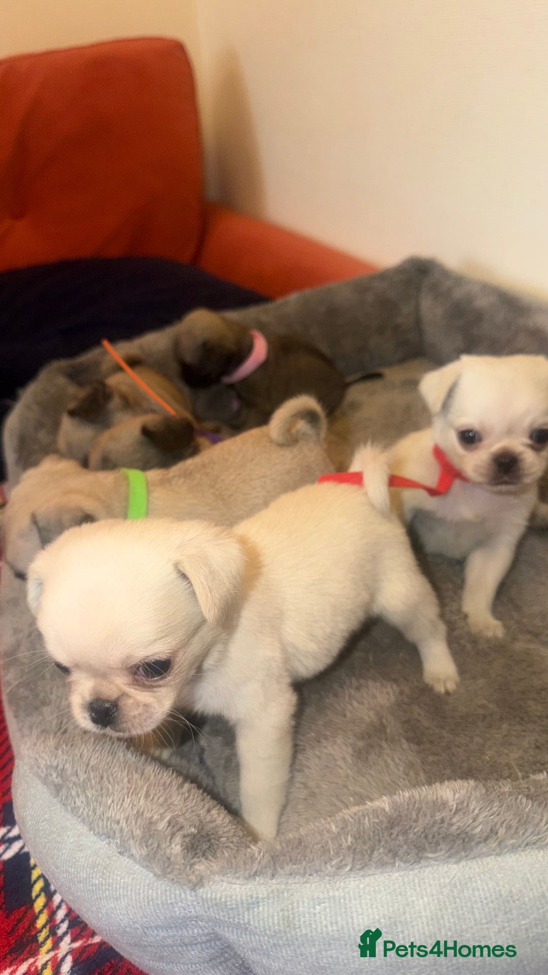 Pug dogs for sale: Beautiful Litter of 6 Pug Puppies, Rare Colours  - Advert 15